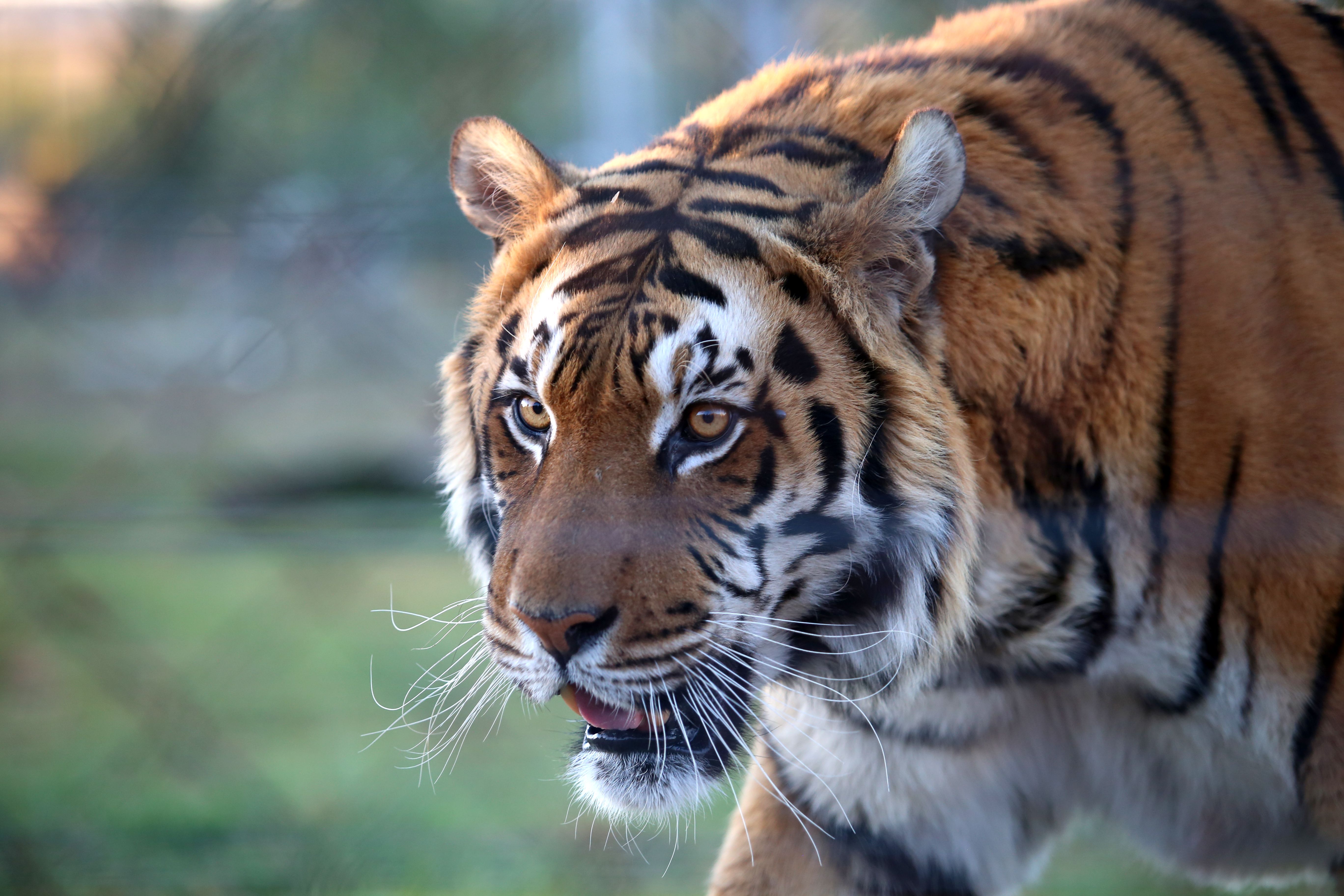 Tiger resting in Ranthambore National Park